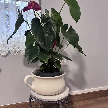 Apartment El Rinconin I